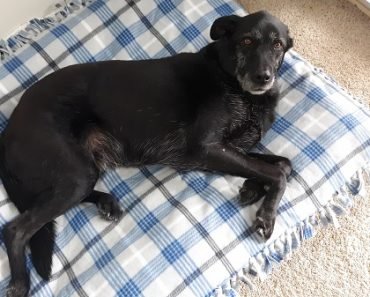 How to Give CBD Oil to an Anxious Pet How to Give CBD Oil to an Anxious Pet