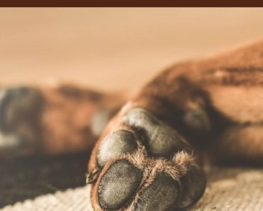 Make a Soothing Balm for Your Pet’s Paws Make a Soothing Balm for Your Pet’s Paws