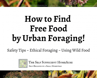 How to Find Free Food by Urban Foraging How to Find Free Food by Urban Foraging
